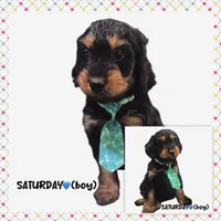 Saturday, a male Miniature Aussiedoodle for sale in Houston, TX – Photo 3 of 10