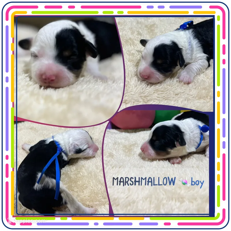 Marshmallow – Aussiedoodle puppy for sale in Houston, TX