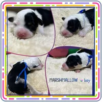 Marshmallow, a male Aussiedoodle for sale in Houston, TX – 1 of 1