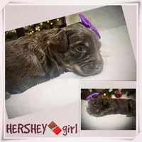 Hershey, a female Miniature Aussiedoodle for sale in Houston, TX – Photo 2 of 5