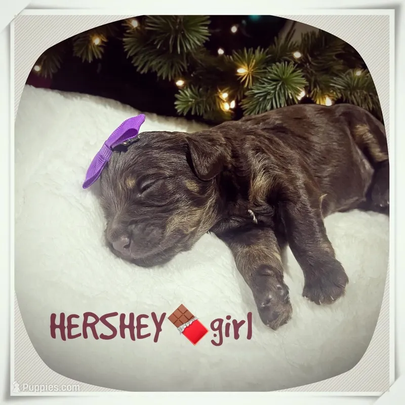Hershey
