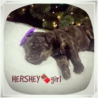 Hershey, a female Miniature Aussiedoodle for sale in Houston, TX – Photo 1 of 5