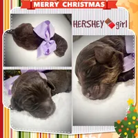 Hershey, a female Miniature Aussiedoodle for sale in Houston, TX – Photo 4 of 5