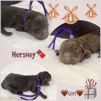 Hershey, a female Miniature Aussiedoodle for sale in Houston, TX – Photo 5 of 5