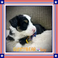 Gummybear, a male Miniature Aussiedoodle for sale in Houston, TX – 3 of 4