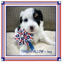 Marshmallow, a male Aussiedoodle for sale in Houston, TX – 3 of 4