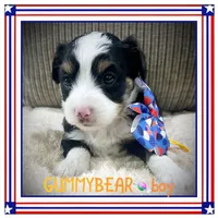 Gummybear, a male Miniature Aussiedoodle for sale in Houston, TX – 1 of 4