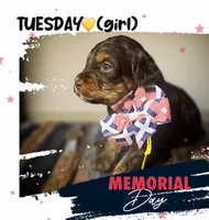 Tuesday, a female Miniature Aussiedoodle for sale in Houston, TX – Photo 3 of 10