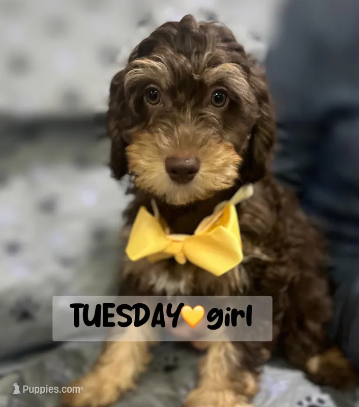 Tuesday, a female Miniature Aussiedoodle for sale in Houston, TX – Photo 1 of 10