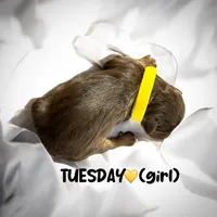 Tuesday, a female Miniature Aussiedoodle for sale in Houston, TX – Photo 8 of 10