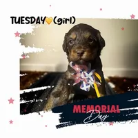 Tuesday, a female Miniature Aussiedoodle for sale in Houston, TX – Photo 5 of 10