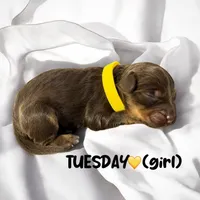 Tuesday, a female Miniature Aussiedoodle for sale in Houston, TX – Photo 4 of 10