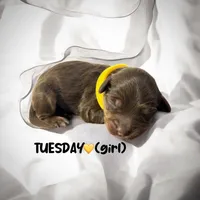 Tuesday, a female Miniature Aussiedoodle for sale in Houston, TX – Photo 7 of 10