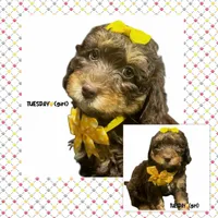 Tuesday, a female Miniature Aussiedoodle for sale in Houston, TX – Photo 2 of 10