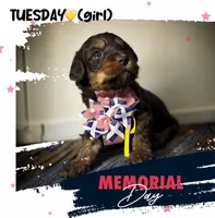 Tuesday, a female Miniature Aussiedoodle for sale in Houston, TX – Photo 6 of 10