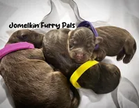 Tuesday, a female Miniature Aussiedoodle for sale in Houston, TX – Photo 10 of 10