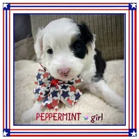Peppermint, a female Miniature Aussiedoodle for sale in Houston, TX – 4 of 4