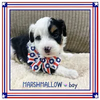 Marshmallow, a male Aussiedoodle for sale in Houston, TX – 2 of 4