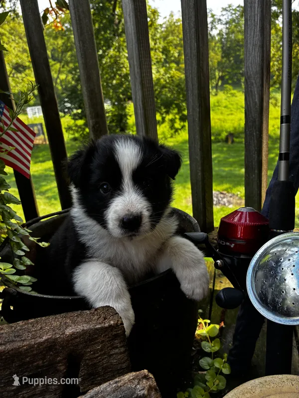 Make  – Australian Shepherd puppy for sale in Max Meadows, VA