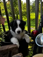 Make , a male Australian Shepherd for sale in Max Meadows, VA – 1 of 1