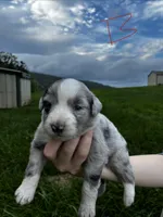 Male , a male Australian Shepherd for sale in Max Meadows, VA – 1 of 2