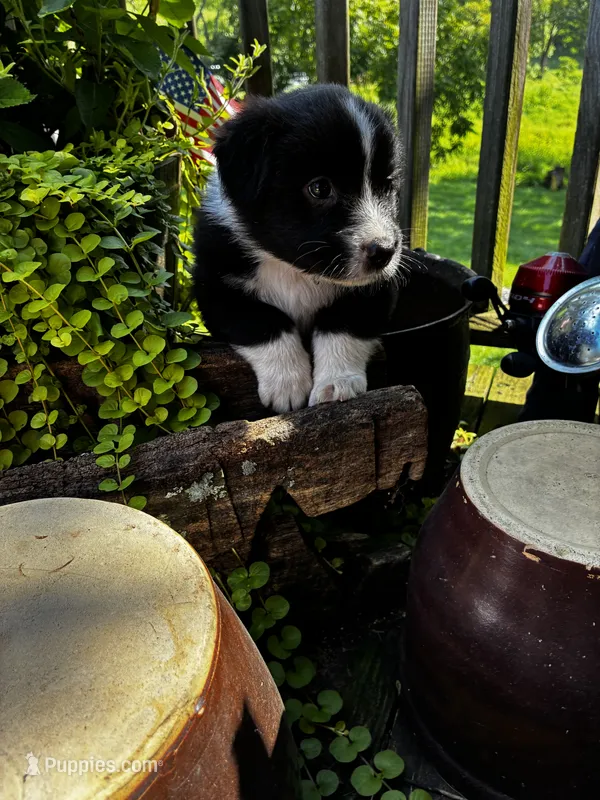 Male  – Australian Shepherd puppy for sale in Max Meadows, VA