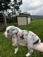 Male , a male Australian Shepherd for sale in Max Meadows, VA – 2 of 2