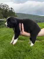 Male , a male Australian Shepherd for sale in Max Meadows, VA – 2 of 2