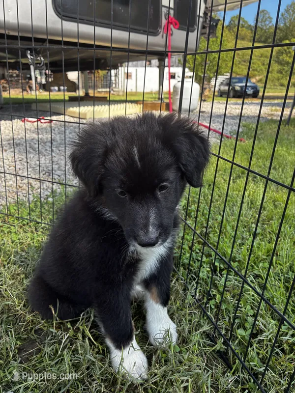 Male  – Australian Shepherd puppy for sale in Max Meadows, VA