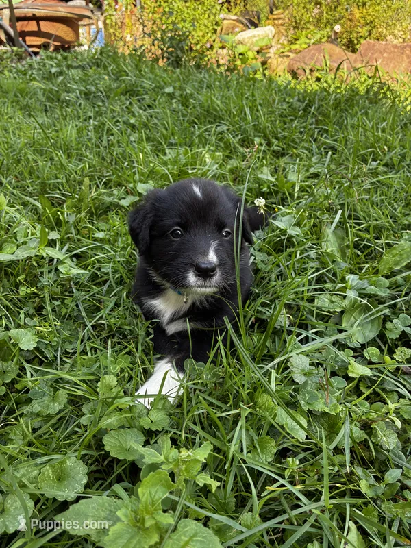 Male  – Australian Shepherd puppy for sale in Max Meadows, VA