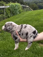 Male , a male Australian Shepherd for sale in Max Meadows, VA – 2 of 2