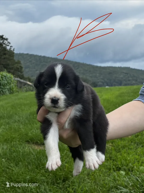 Male  – Australian Shepherd puppy for sale in Max Meadows, VA