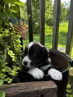 Male , a male Australian Shepherd for sale in Max Meadows, VA – 1 of 1