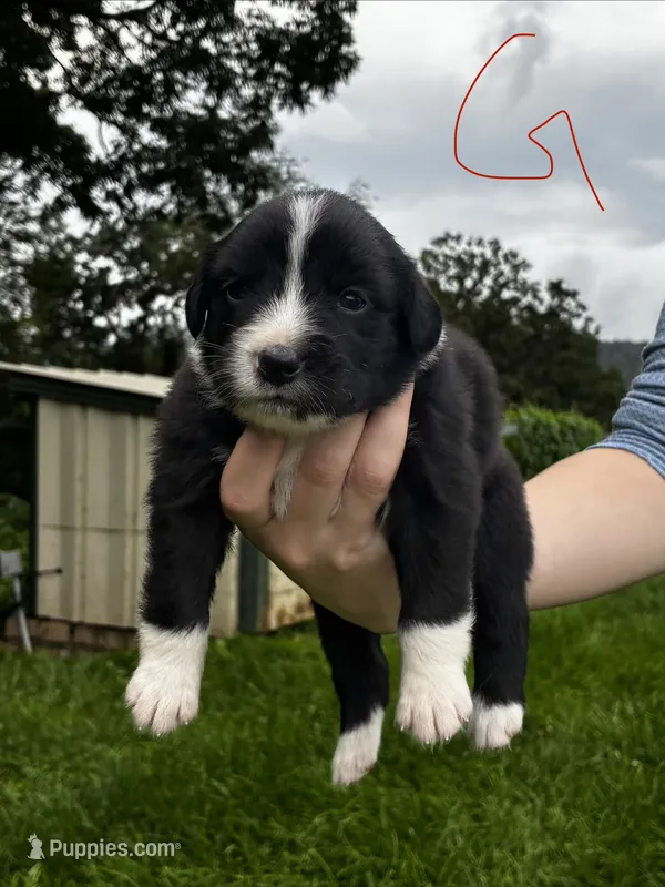 Female  – Australian Shepherd puppy for sale in Max Meadows, VA