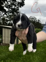 Female , a male Australian Shepherd for sale in Max Meadows, VA – 1 of 2