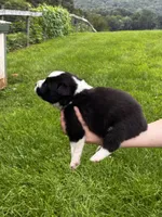 Male , a male Australian Shepherd for sale in Max Meadows, VA – 2 of 2