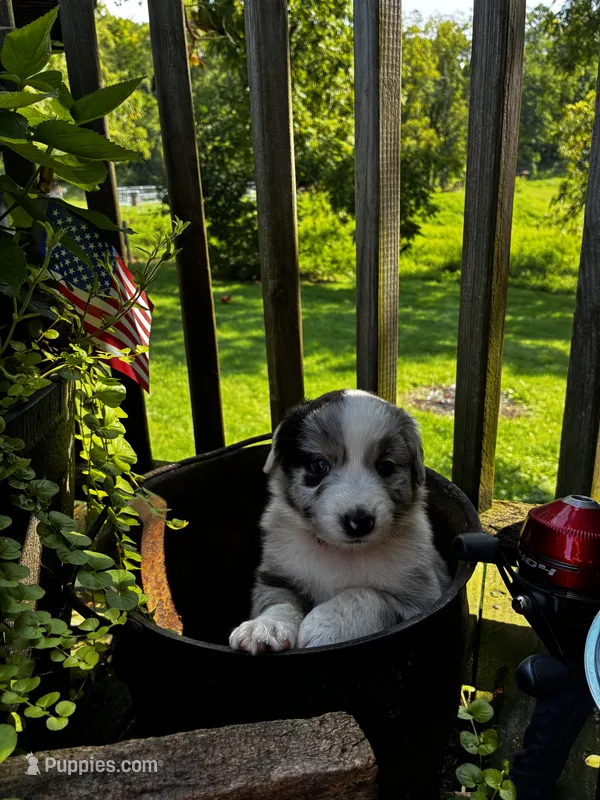 Male  – Australian Shepherd puppy for sale in Max Meadows, VA