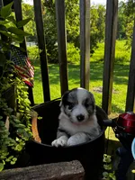 Male, a male Australian Shepherd for sale in Max Meadows, VA – 1 of 1