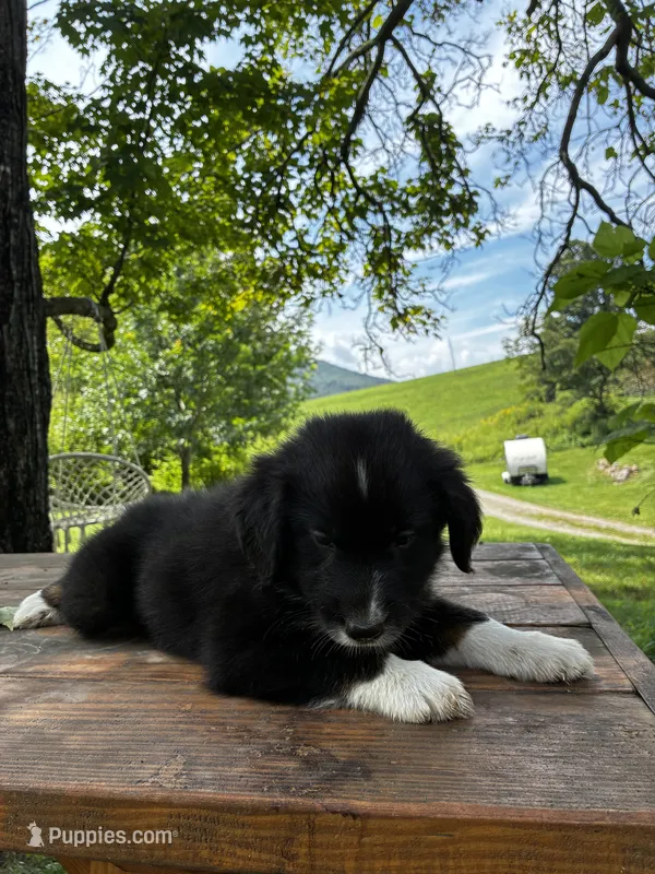 Male  – Australian Shepherd puppy for sale in Max Meadows, VA