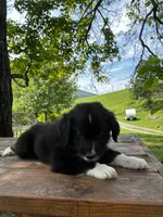 Male , a male Australian Shepherd for sale in Max Meadows, VA – 1 of 1