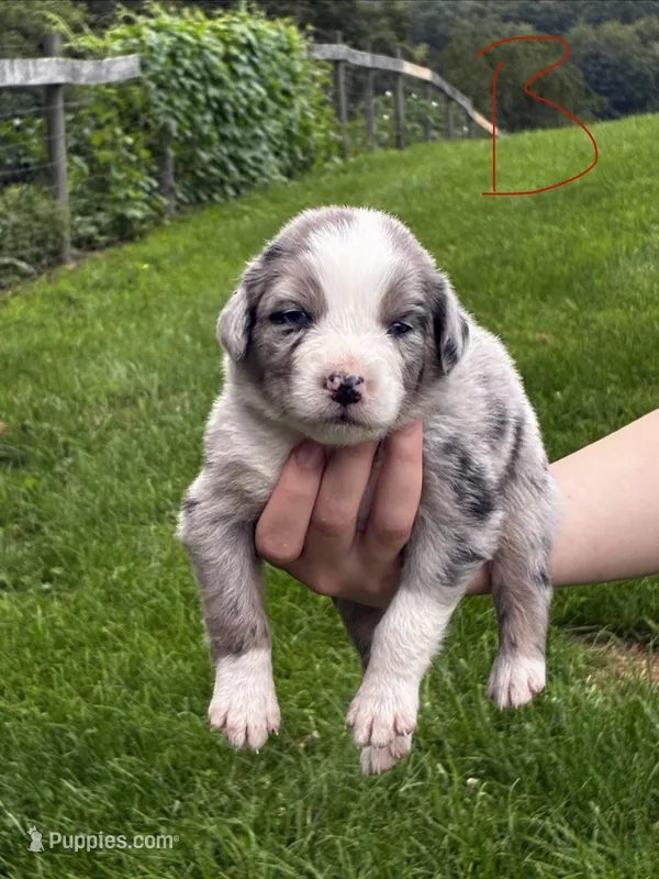 Male  – Australian Shepherd puppy for sale in Max Meadows, VA