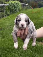 Male , a male Australian Shepherd for sale in Max Meadows, VA – 1 of 2