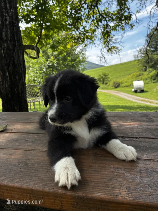 Female  – Australian Shepherd puppy for sale in Max Meadows, VA