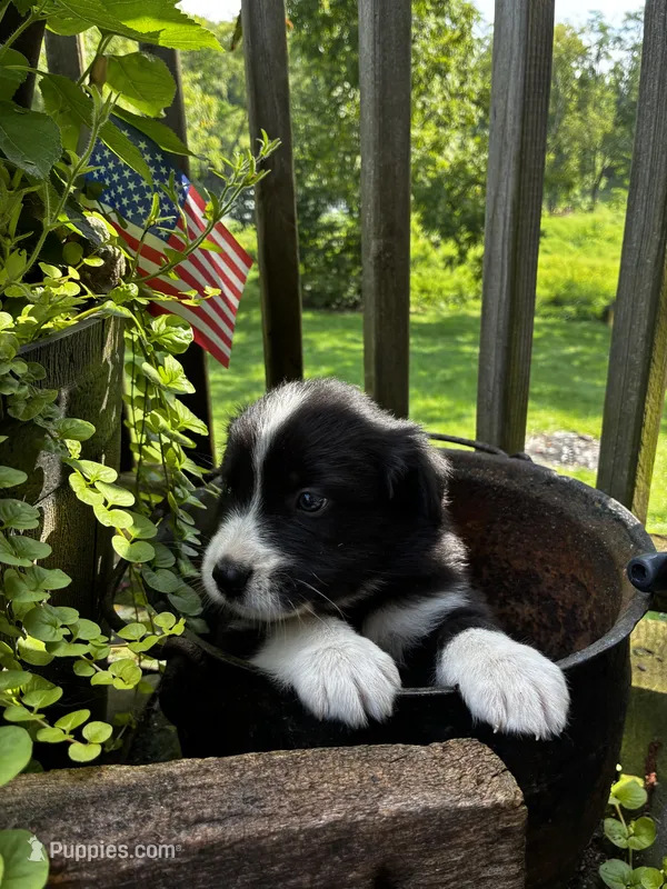 Male  – Australian Shepherd puppy for sale in Max Meadows, VA