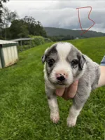 Male , a male Australian Shepherd for sale in Max Meadows, VA – 1 of 2