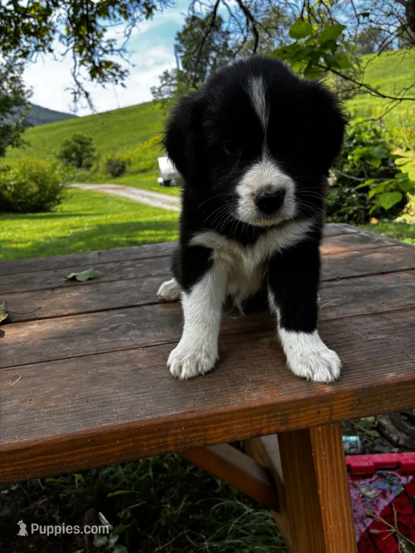 Male – Australian Shepherd puppy for sale in Max Meadows, VA
