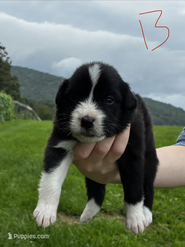 Male  – Australian Shepherd puppy for sale in Max Meadows, VA