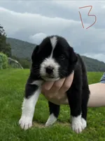 Male , a male Australian Shepherd for sale in Max Meadows, VA – 1 of 2