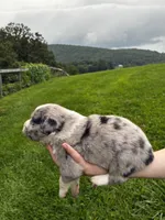 Male , a male Australian Shepherd for sale in Max Meadows, VA – 2 of 2
