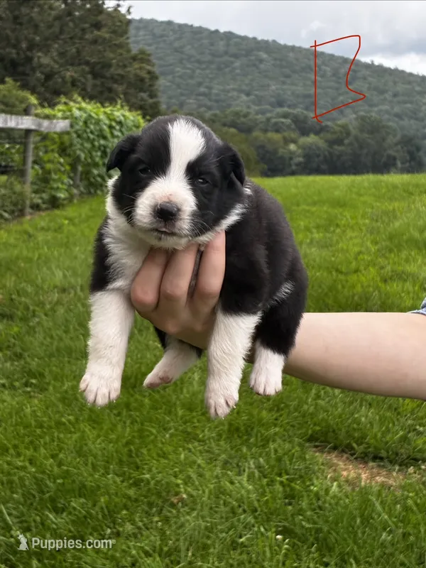 Male  – Australian Shepherd puppy for sale in Max Meadows, VA